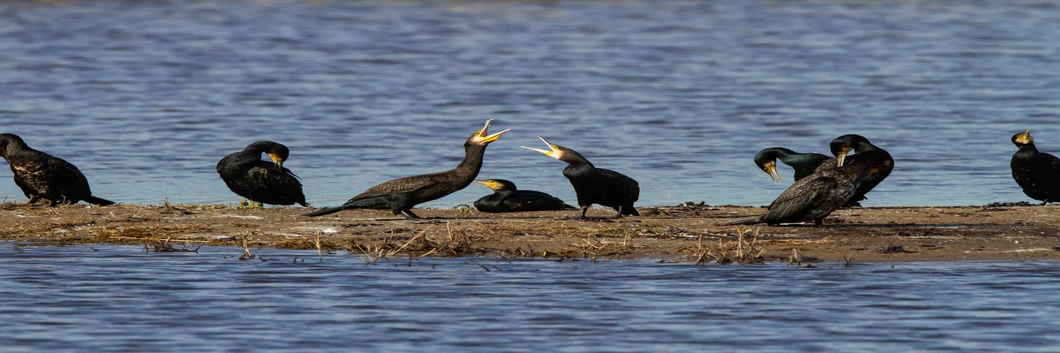 closeup-great-cormorant-phalacrocorax-carbo-birds-near-lake-daylight (1).webp
